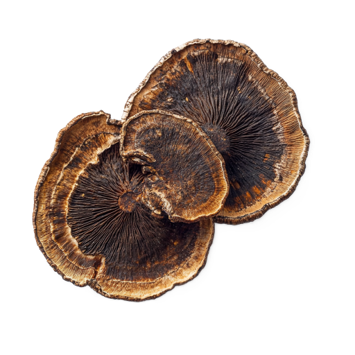 Organic log-grown turkey tail extract