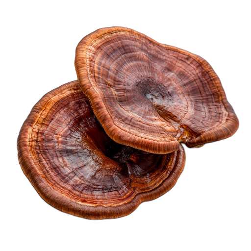 Organic reishi extract